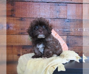 ShihPoo Puppy for sale in LE MARS, IA, USA