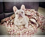 Small Photo #1 French Bulldog Puppy For Sale in CLARKSVILLE, TN, USA