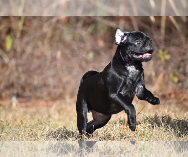 Medium Photo #7 Pug Puppy For Sale in PALM COAST, FL, USA