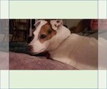 Small Photo #47 Jack Russell Terrier Puppy For Sale in Fargo, ND, USA