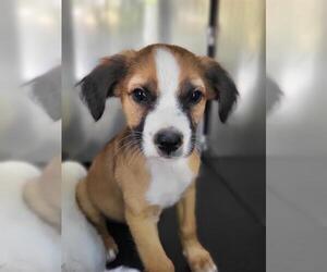 American Staffordshire Terrier-Unknown Mix Dogs for adoption in San Antonio, TX, USA