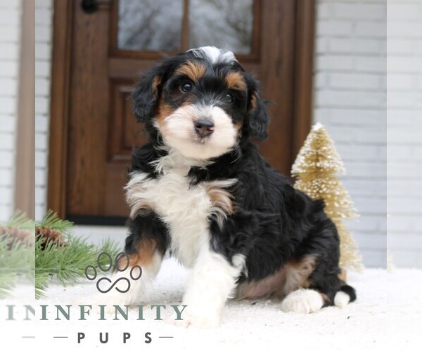 Medium Photo #2 Bernedoodle (Miniature) Puppy For Sale in NARVON, PA, USA