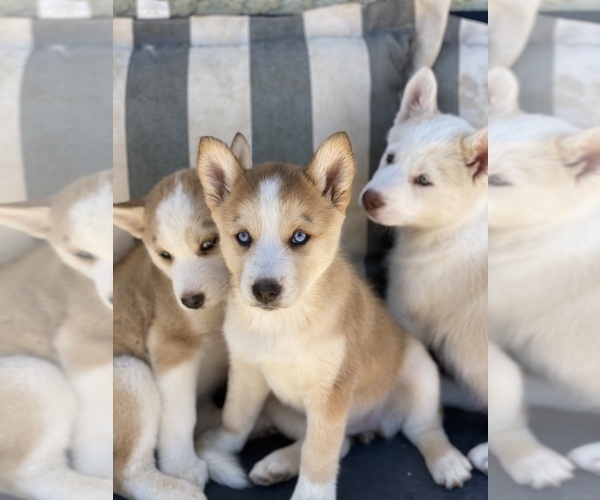 Medium Photo #1 Alusky Puppy For Sale in APPLE VALLEY, CA, USA