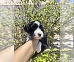 Small #2 Maltipoo