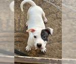 Small American Bulldog Mix