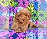 Small Photo #6 Goldendoodle Puppy For Sale in LEOLA, PA, USA