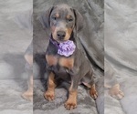 Small Photo #10 Doberman Pinscher Puppy For Sale in POMEROY, OH, USA