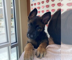 Rosa - Female Mutt Dog for Adoption - Photo #3