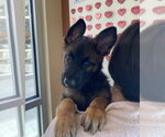 Small Photo #3 Mutt Puppy For Sale in Salinas, CA, USA