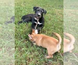 Bojack - Male Mutt Dog for Adoption - Photo #2