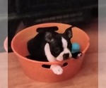 Small Photo #3 Boston Terrier Puppy For Sale in LIVERPOOL, TX, USA