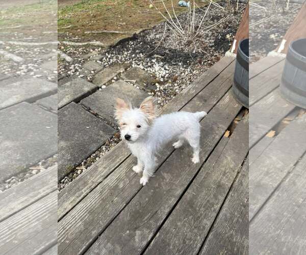 Medium Photo #2 Mutt Puppy For Sale in Greenville, SC, USA