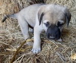 Small Photo #15 Anatolian Shepherd Puppy For Sale in ROBSTOWN, TX, USA