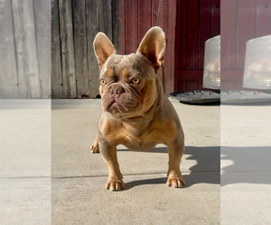 Father of the French Bulldog puppies born on 05/18/2026