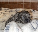 Small Photo #22 French Bulldog Puppy For Sale in MIMS, FL, USA