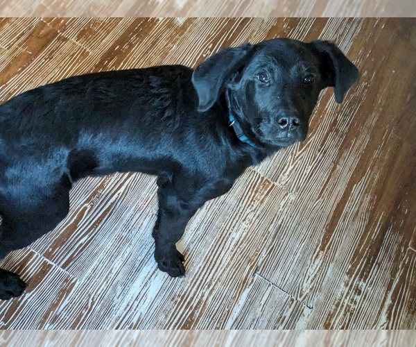 Medium Photo #1 Goldendoodle-Labrador Retriever Mix Puppy For Sale in UPPER SANDUSKY, OH, USA