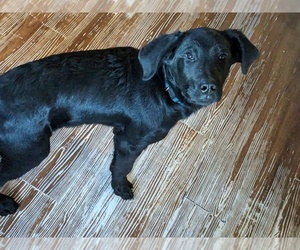 Goldendoodle-Labrador Retriever Mix Puppy for sale in UPPER SANDUSKY, OH, USA