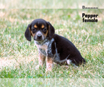 Small #5 Beagle