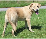 Small Photo #2 Mutt Puppy For Sale in Prattville, AL, USA
