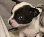 Small Photo #2 Chihuahua Puppy For Sale in SUGAR CREEK, MO, USA