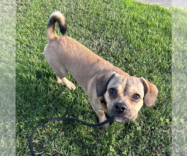 Medium Photo #3 Beabull Puppy For Sale in Evansville, IN, USA
