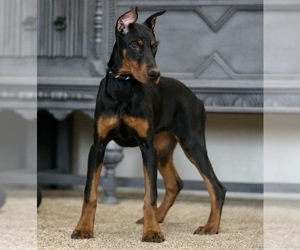 Medium Photo #37 Doberman Pinscher Puppy For Sale in WARSAW, IN, USA