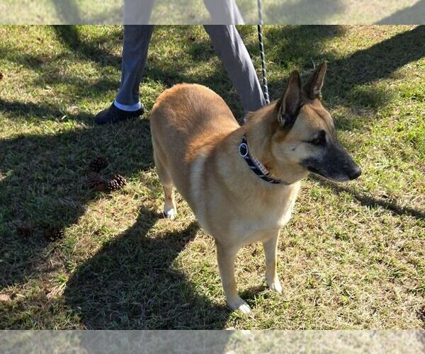 Medium Photo #2 German Shepherd Dog Puppy For Sale in LOGANVILLE, GA, USA
