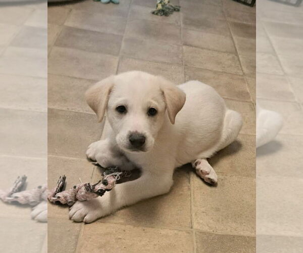 Medium Photo #1 Great Pyrenees-Unknown Mix Puppy For Sale in pomfret, CT, USA