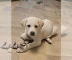 Small Photo #1 Great Pyrenees-Unknown Mix Puppy For Sale in pomfret, CT, USA