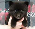 Puppy 6 Pomsky