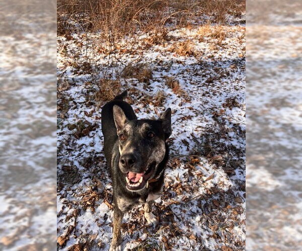 Medium Photo #2 Australian Shepherd-Unknown Mix Puppy For Sale in Jenkintown, PA, USA