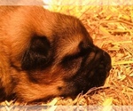 Small Photo #12 German Shepherd Dog Puppy For Sale in BRUSH PRAIRIE, WA, USA