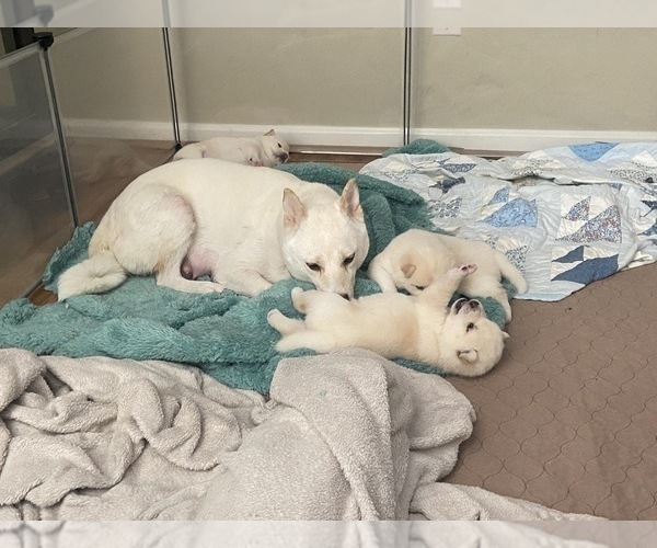 Medium Photo #11 Shiba Inu Puppy For Sale in HAMPTON, VA, USA