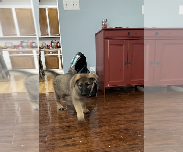 Medium Photo #2 German Shepherd Dog Puppy For Sale in MADISON HEIGHTS, VA, USA