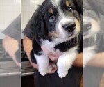 Puppy Cookie Australian Shepherd