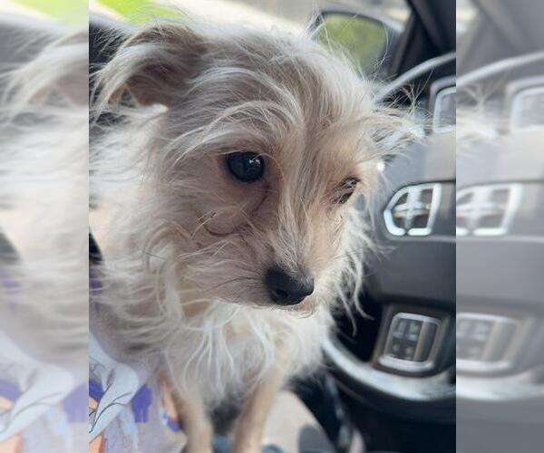 Medium Photo #1 Mutt Puppy For Sale in San Antonio, TX, USA