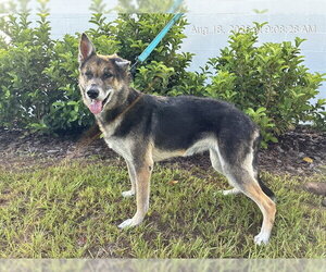 German Shepherd Dog-Unknown Mix Dogs for adoption in Ocala, FL, USA