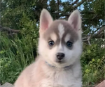 Small #2 Pomsky