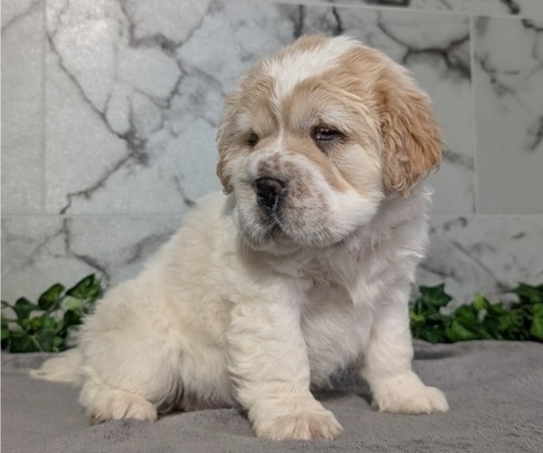 Medium Photo #1 Cocker-Pei Puppy For Sale in GOSHEN, IN, USA