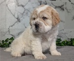 Puppy Creme Cocker-Pei
