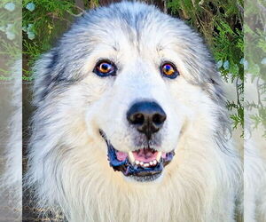 Great Pyrenees Dogs for adoption in Albuquerque, NM, USA