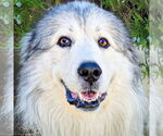 Small Great Pyrenees