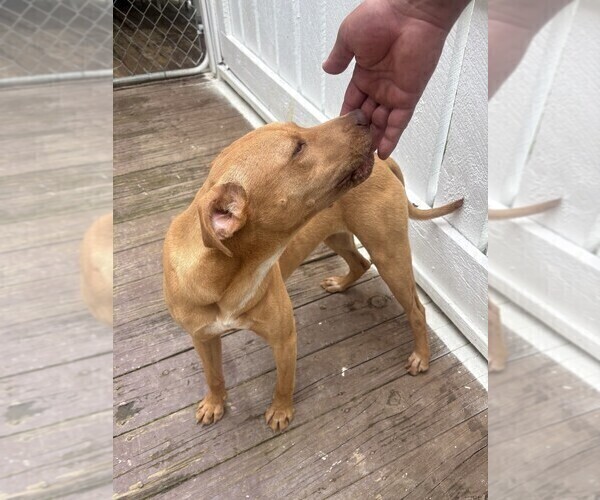 Medium Photo #2 American Pit Bull Terrier Puppy For Sale in BUCHANAN, GA, USA