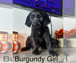 Puppy Burgundy Girl Labradoodle