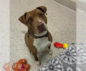 American Pit Bull Terrier Dogs for adoption in Brighton, CO, USA