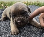 Puppy Tucker Cane Corso