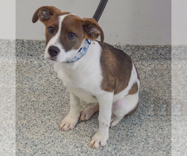 Medium Photo #3 Border Collie-Collie Mix Puppy For Sale in Huntley, IL, USA