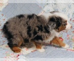 Small Photo #13 Miniature Australian Shepherd Puppy For Sale in HARRISON, OH, USA