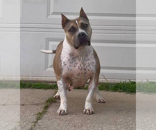 Medium Photo #1 American Bully Puppy For Sale in CHAMPAIGN, IL, USA