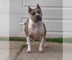 Small American Bully